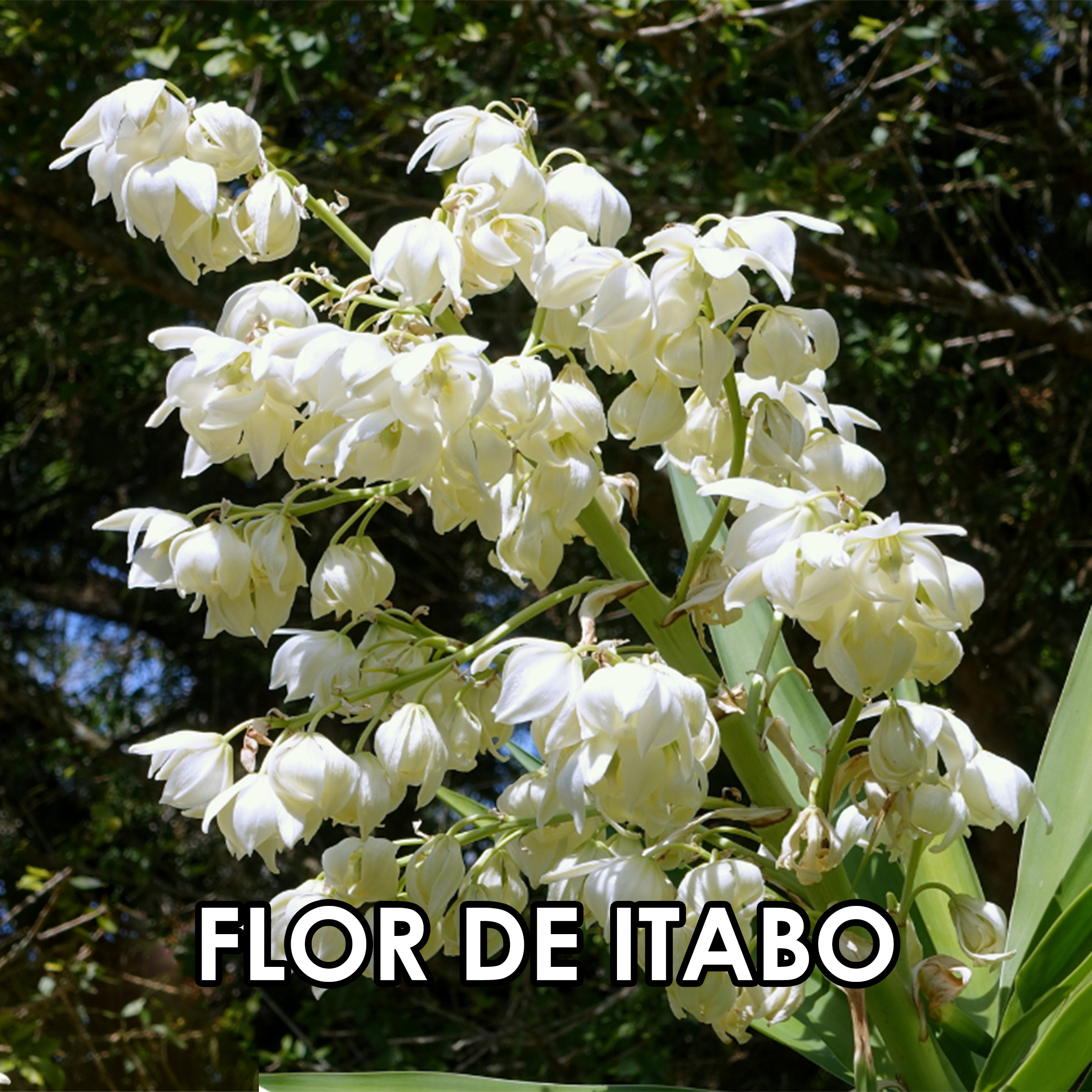 05 Flor de itabo