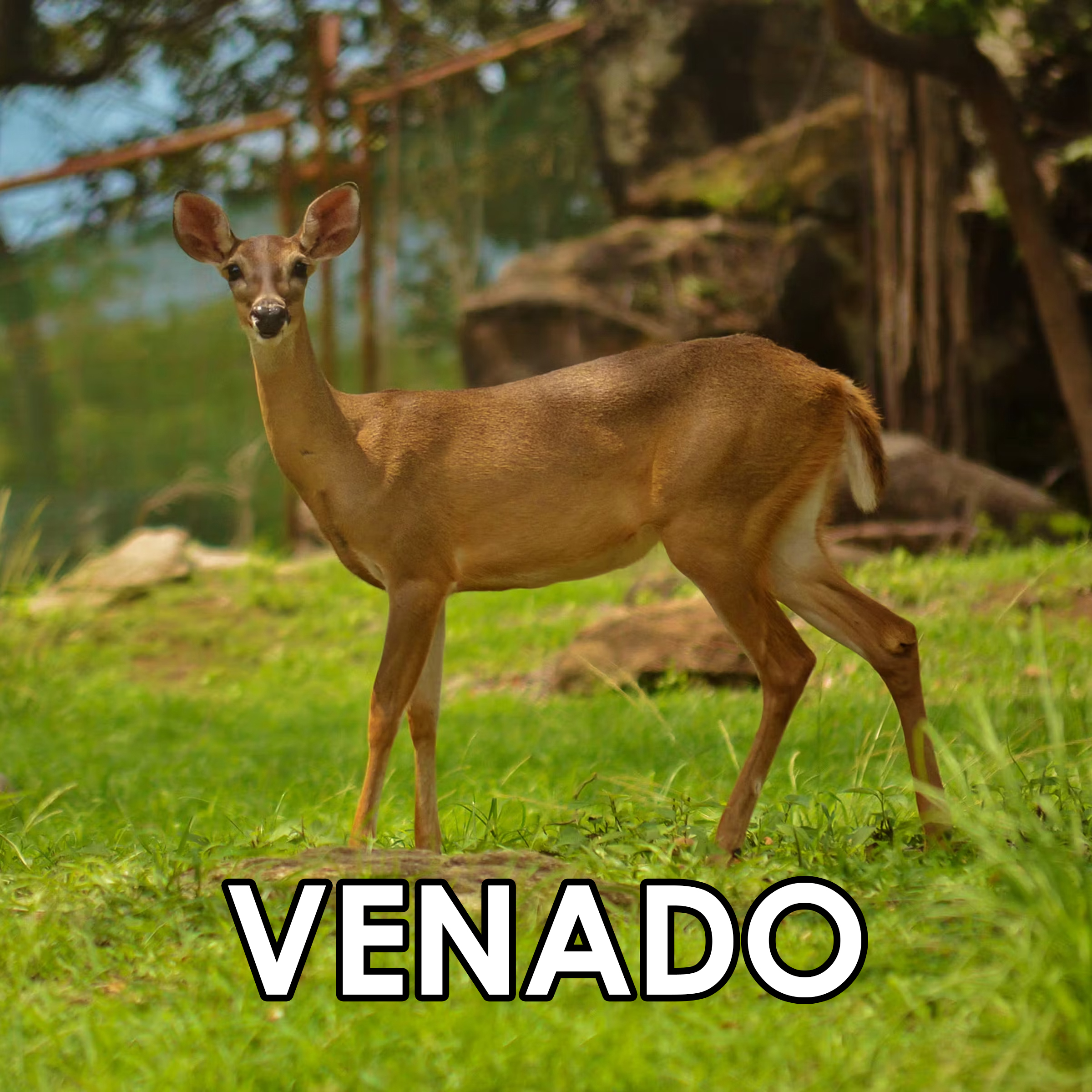 Imagen 7