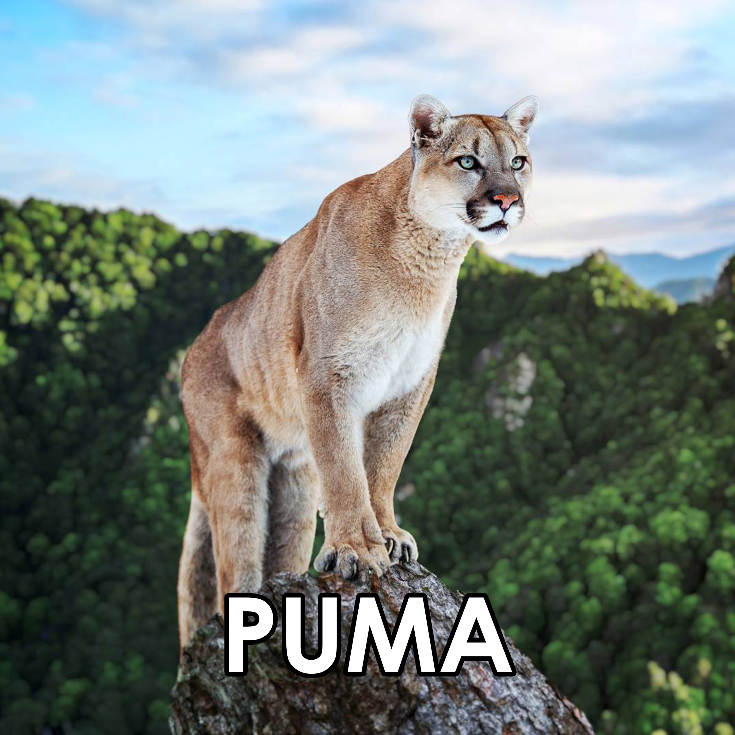 15 Puma