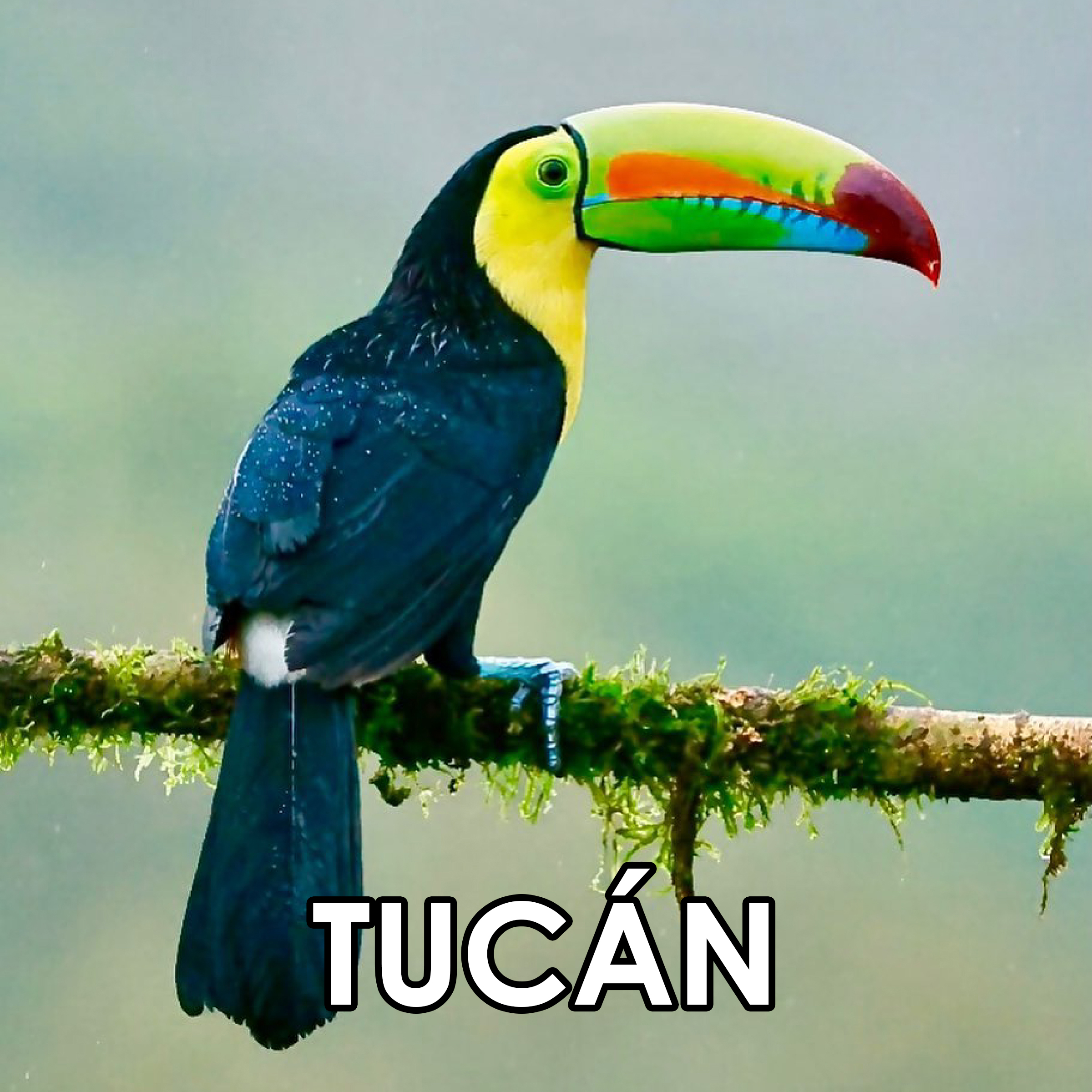 Imagen 21