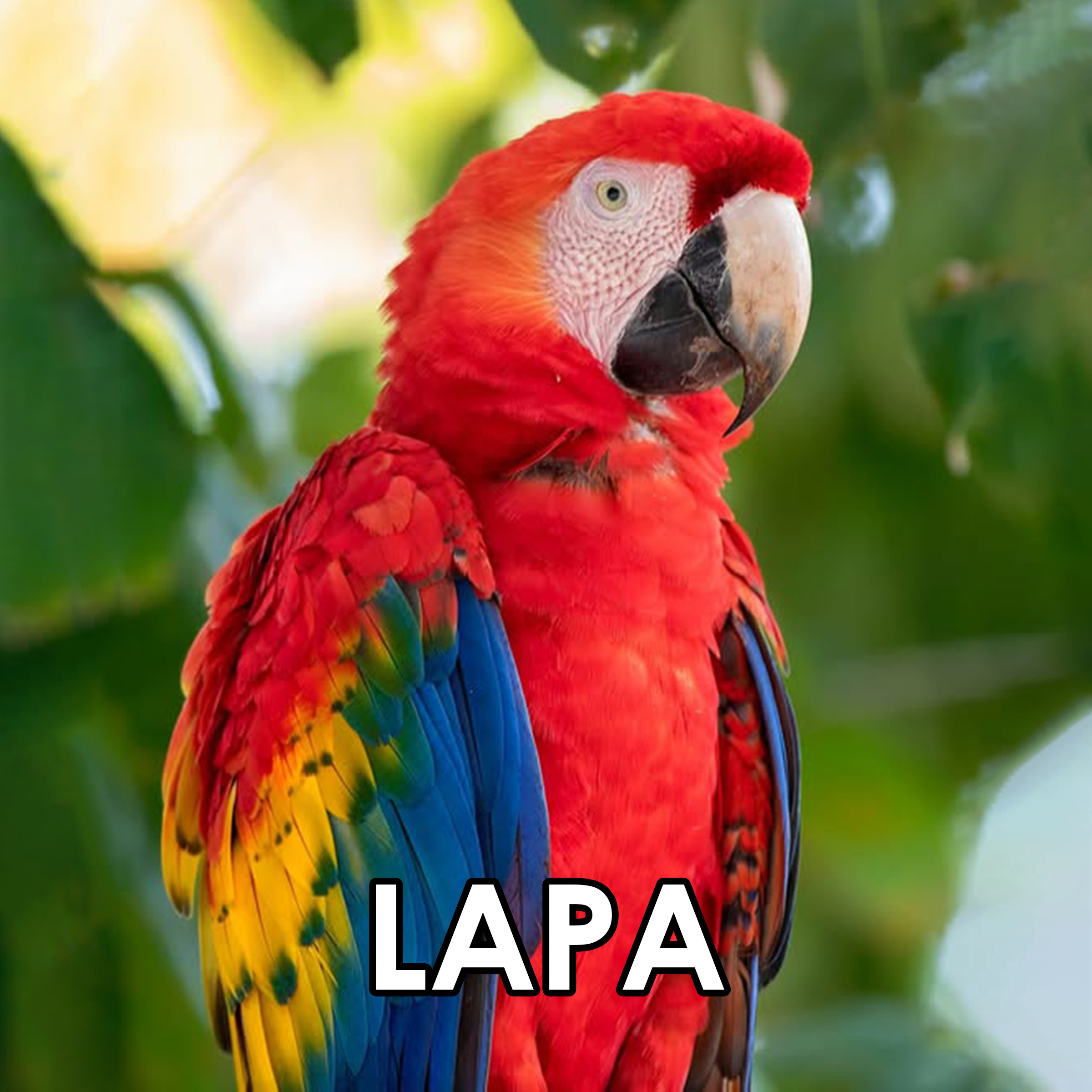 Imagen 22