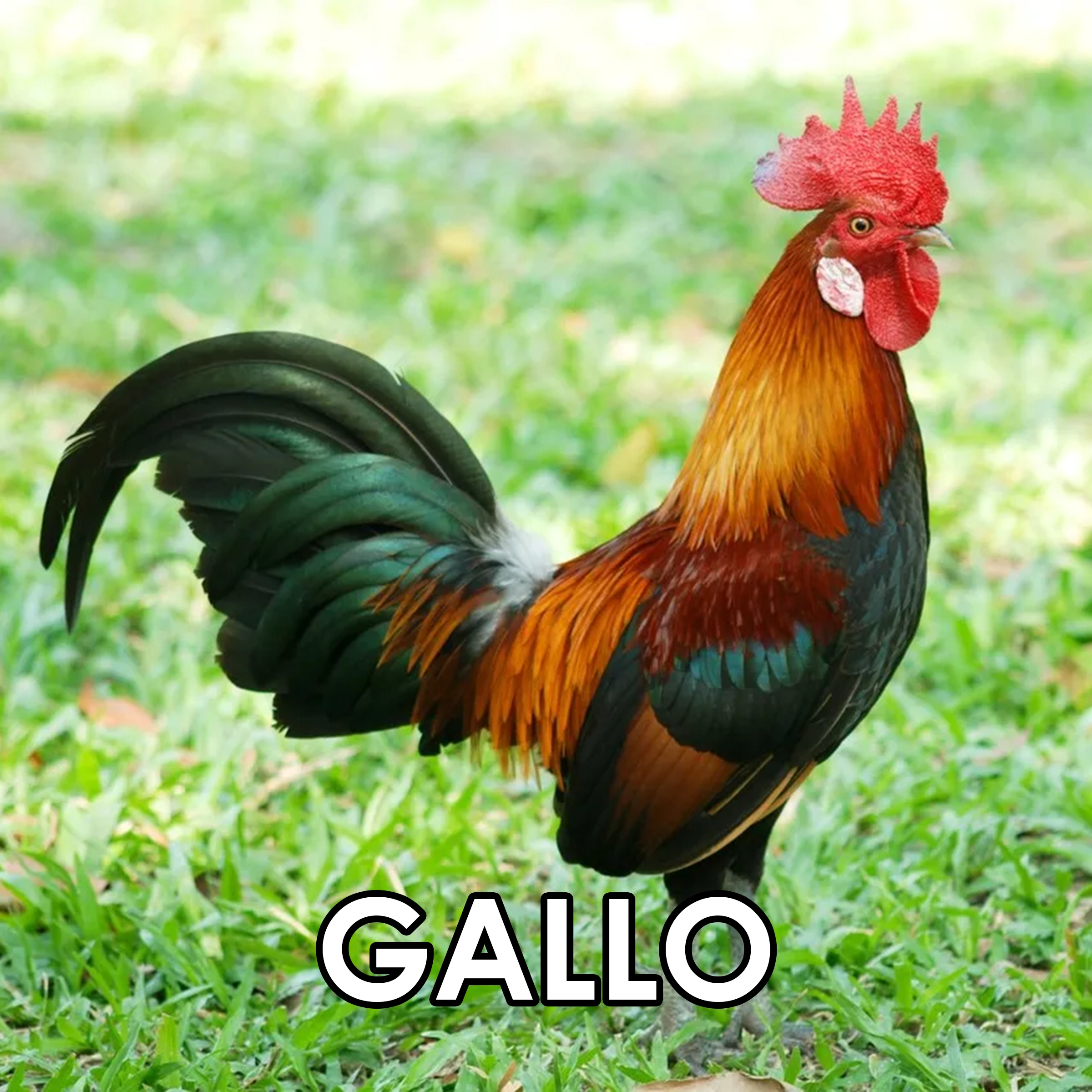 Imagen 23