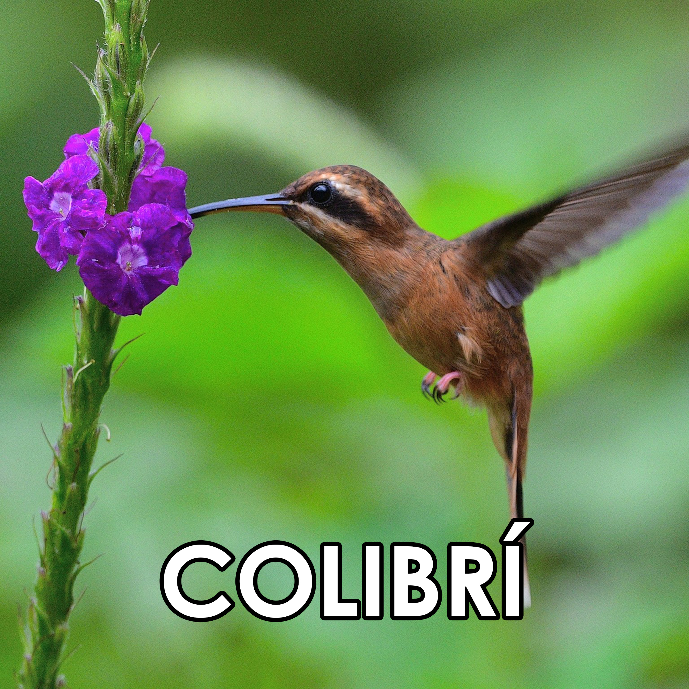 46 Colibr  