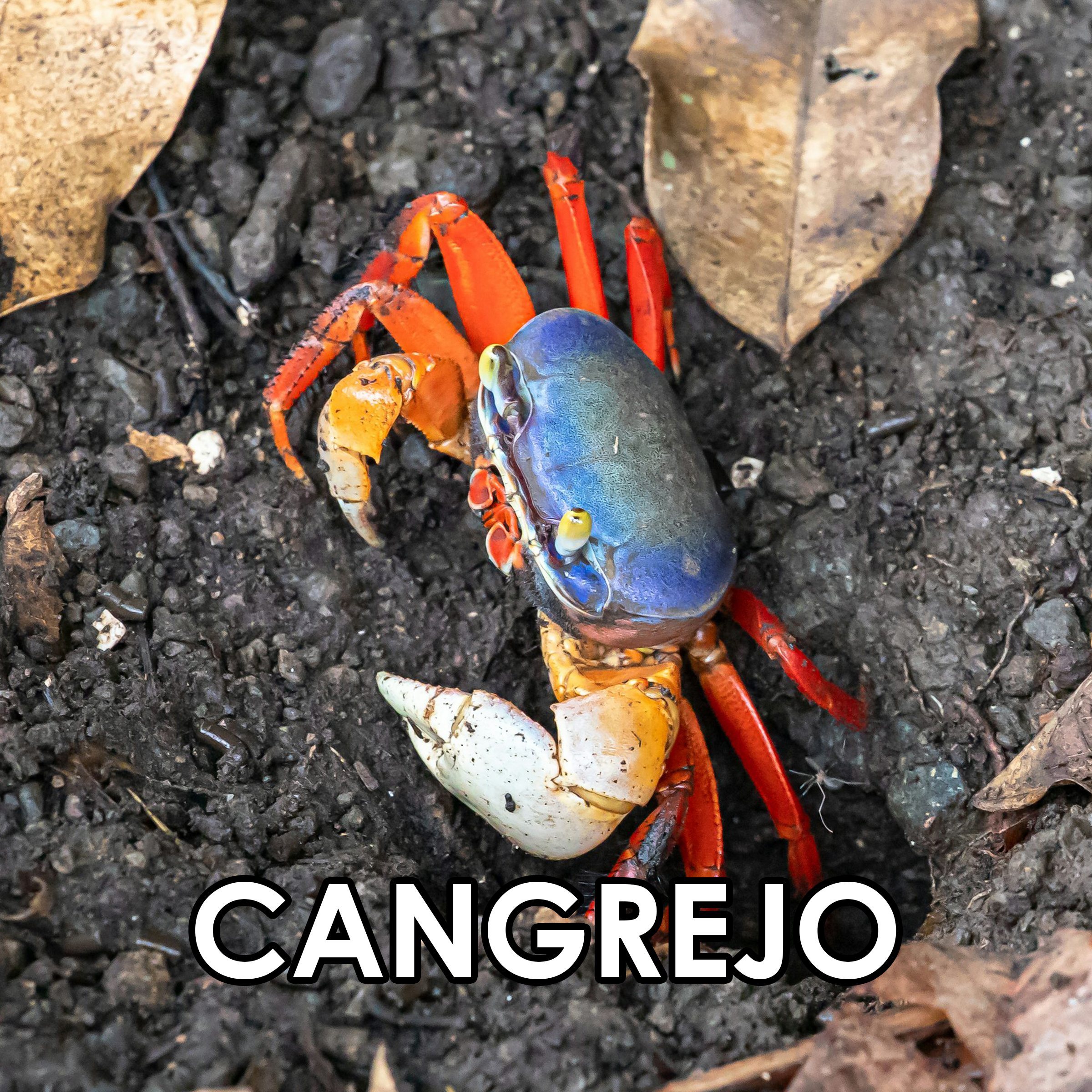 Imagen 50
