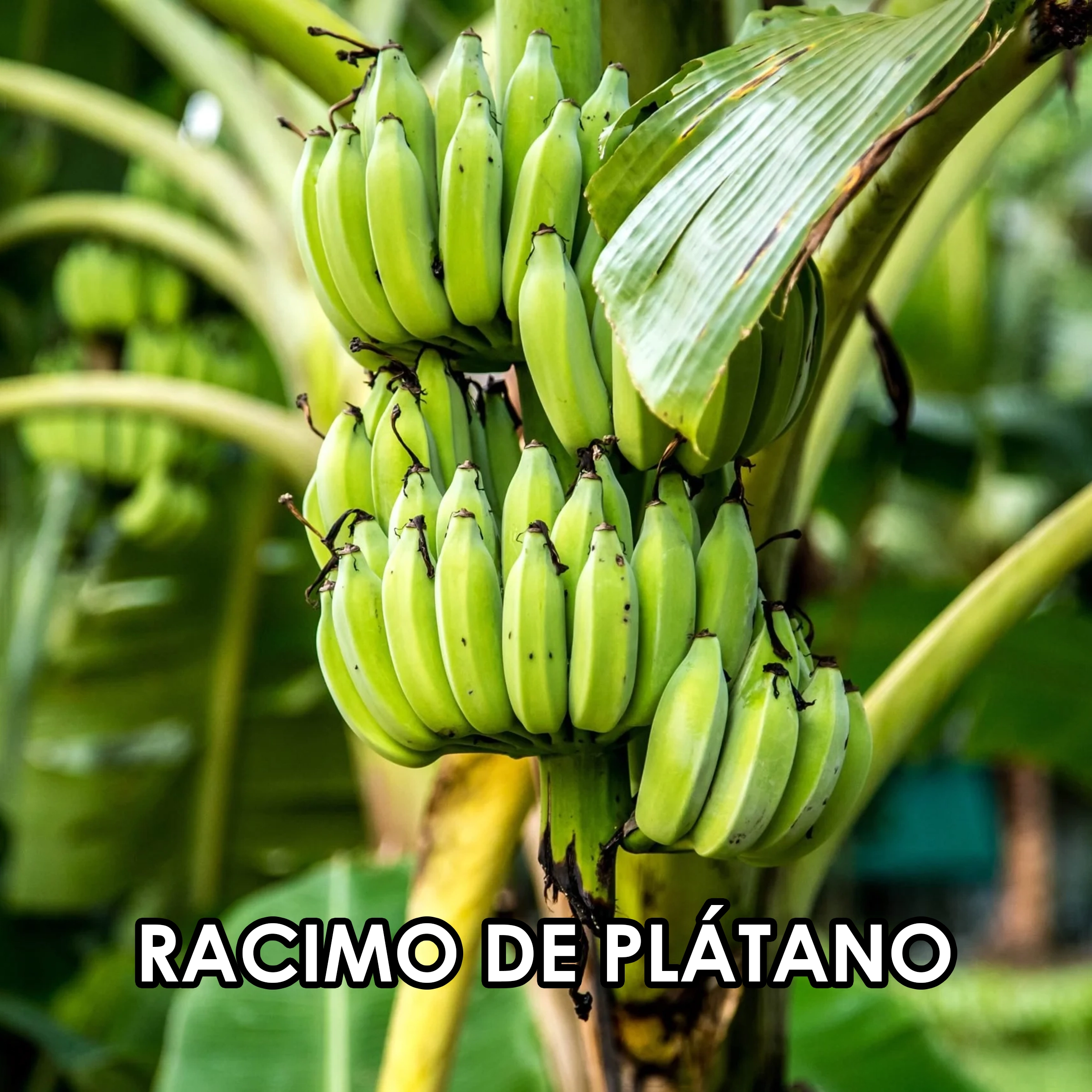 Imagen 51