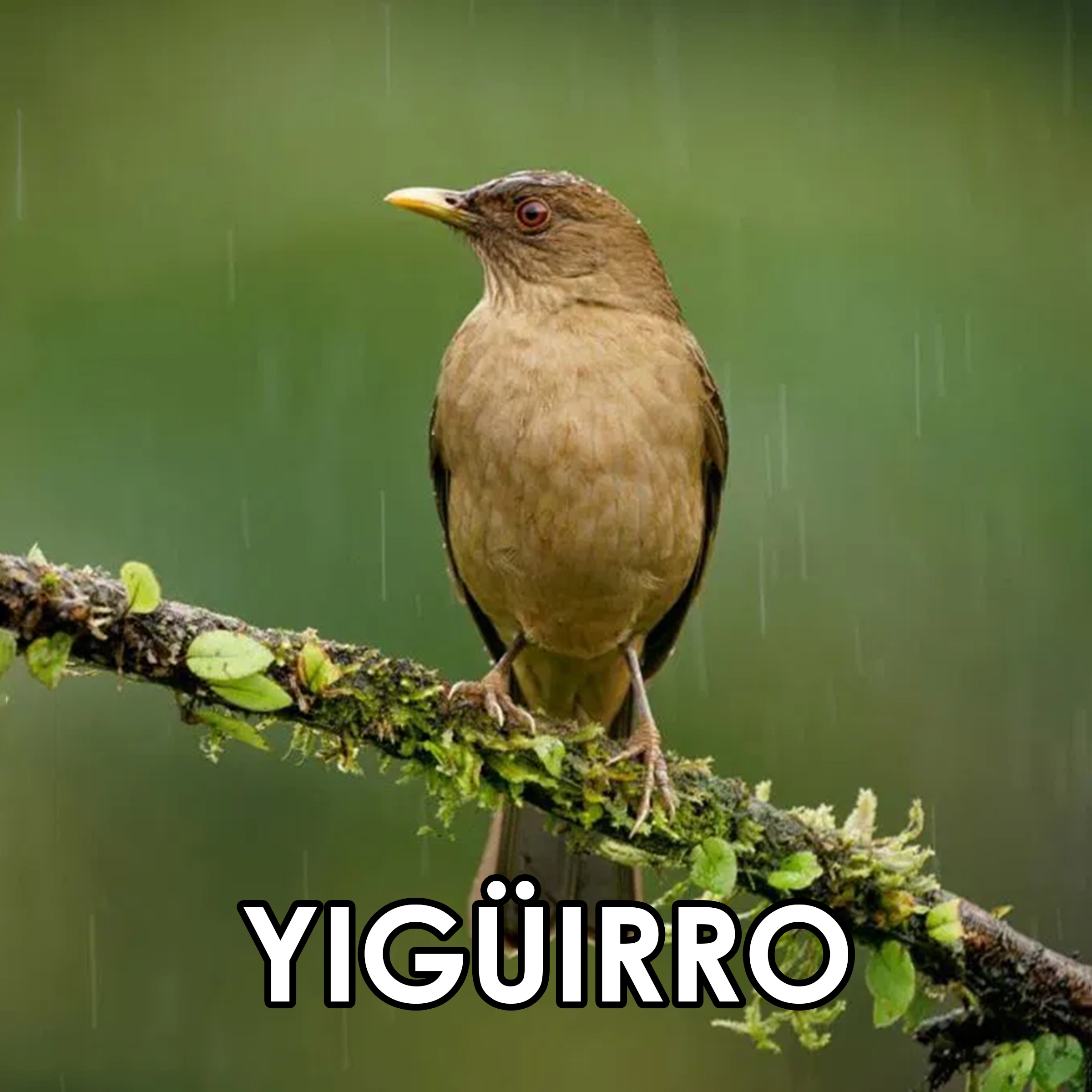 52 Yig  irro